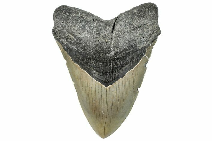 Serrated, Fossil Megalodon Tooth - North Carolina #294709